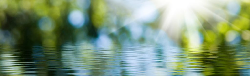 Sunlight shines through blurred green foliage, reflecting on calm, rippling water in the foreground.
