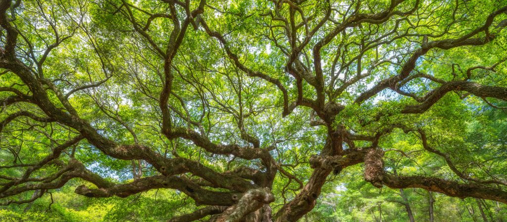 A wide view of sprawling tree branches with dense green leaves, seen from below against a bright sky and surrounded by lush greenery.